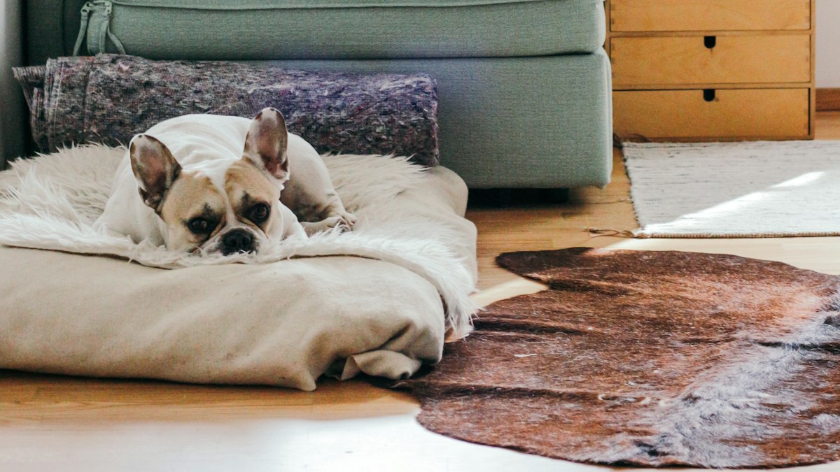 Salón luminoso con sofá, plantas y un perro descansando